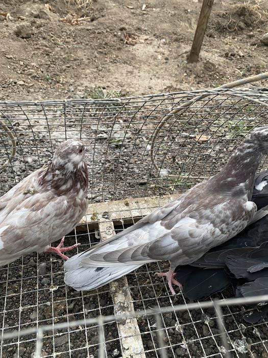 Продам годубей молодежь