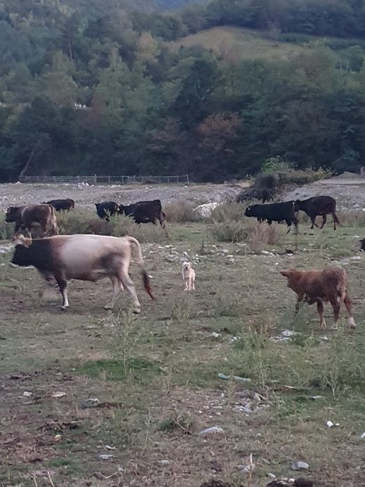 Vând vaci și viței