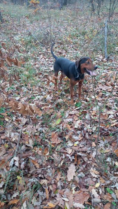 Продавам четири гончета