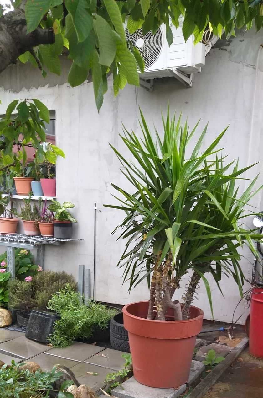 Vand plante decorative de terasa superbe