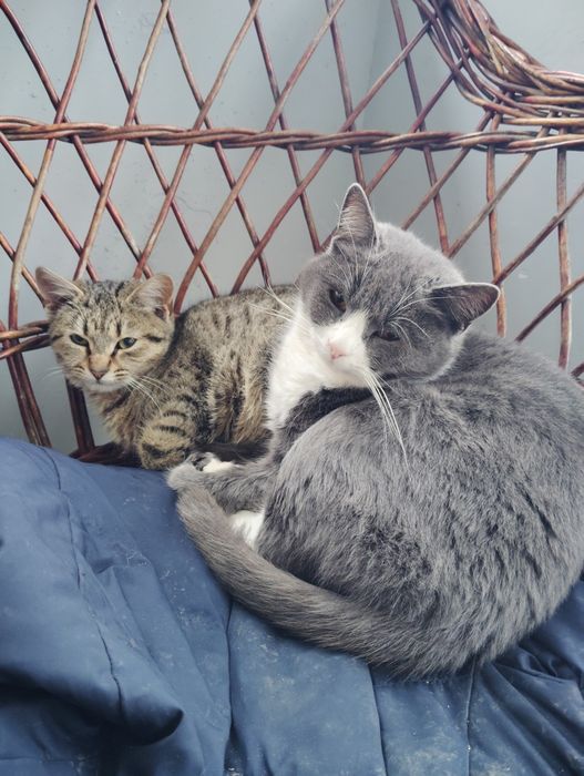 pisici pentru adoptie