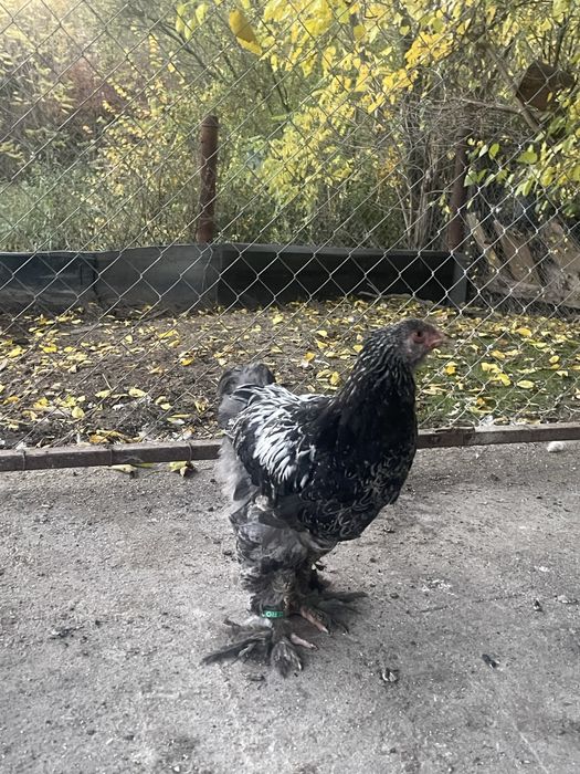 Brahman pui 3 luni jumate