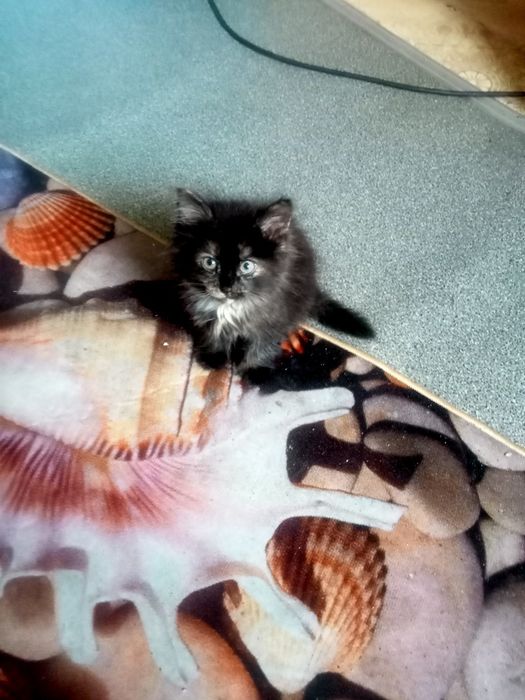 Отдам котят в хорошие руки