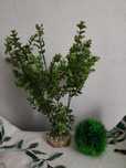 Plante de acvariu