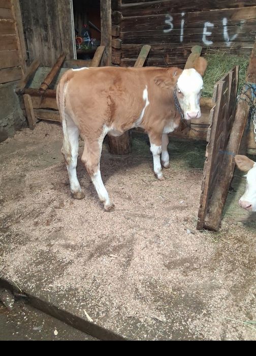 2 vitele de vânzare județul sibiu pentru mai multe detalii sunați.