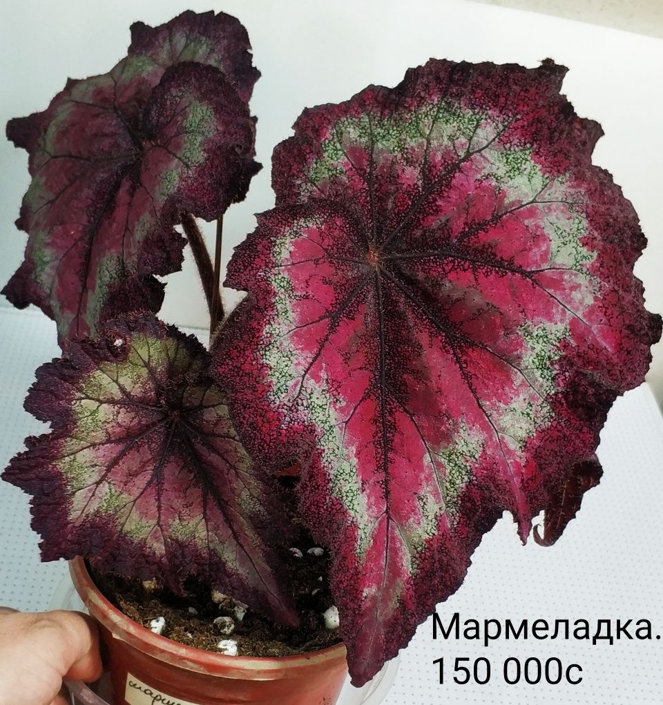 Комнатные сортовые цветы.