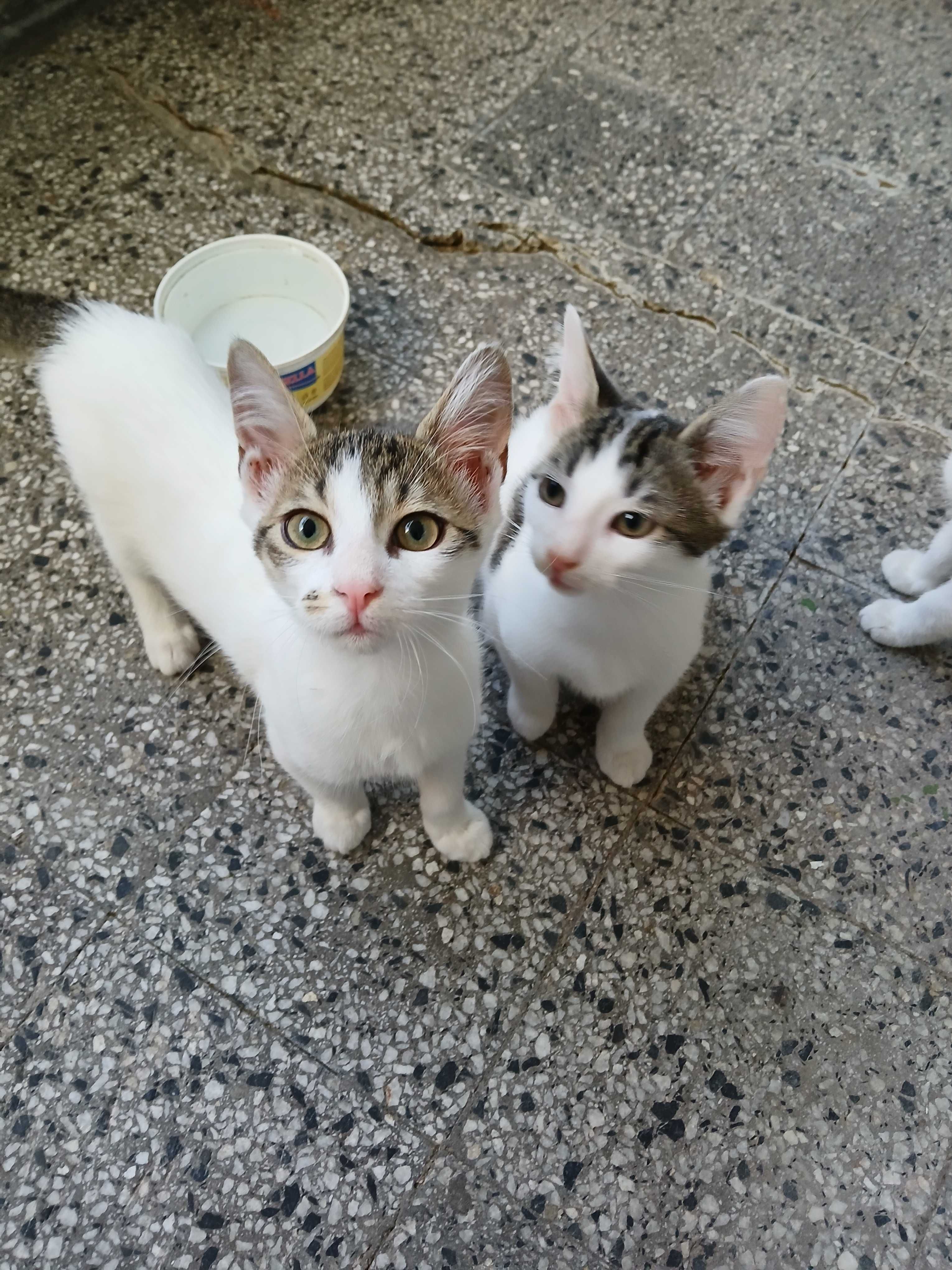 Подарявам котенца