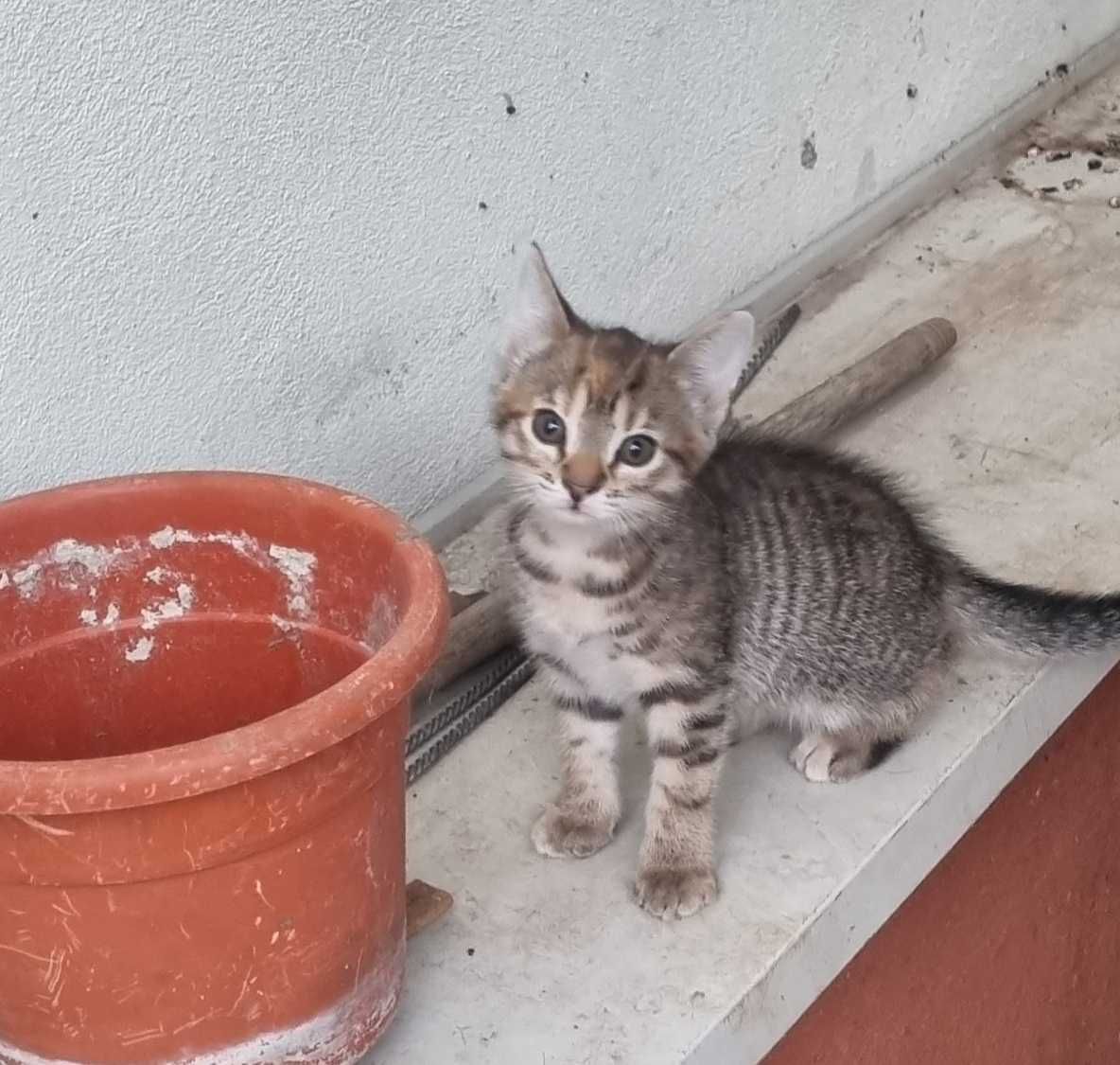 Donez 5 pui de pisica la stapani iubitori -3roscati ,1 tigrat,1negru