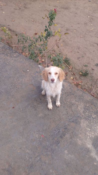 Овчи кучук сотилад