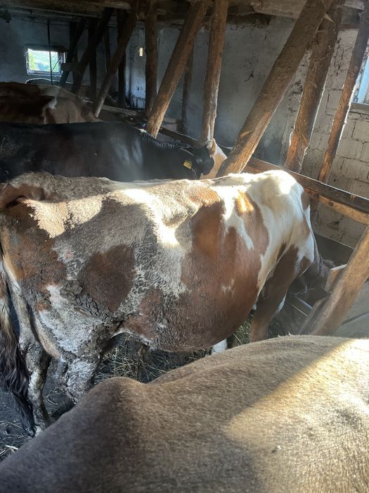 Vaca pentru abator, 6000 bucata si cealalta 17 lei kg negociabil