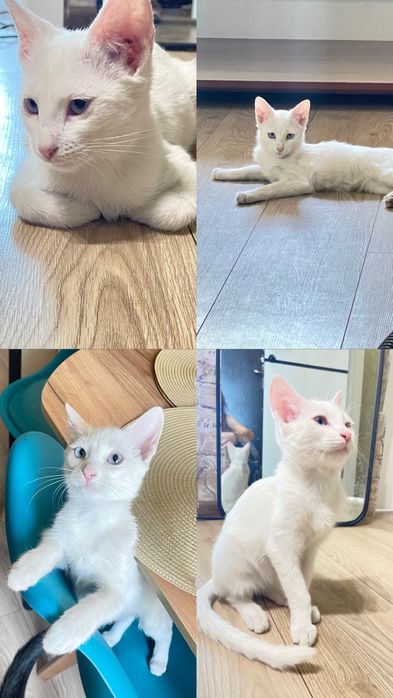 Красавец котенок в добрые руки