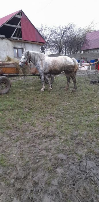 Iapa tânără de vânzare