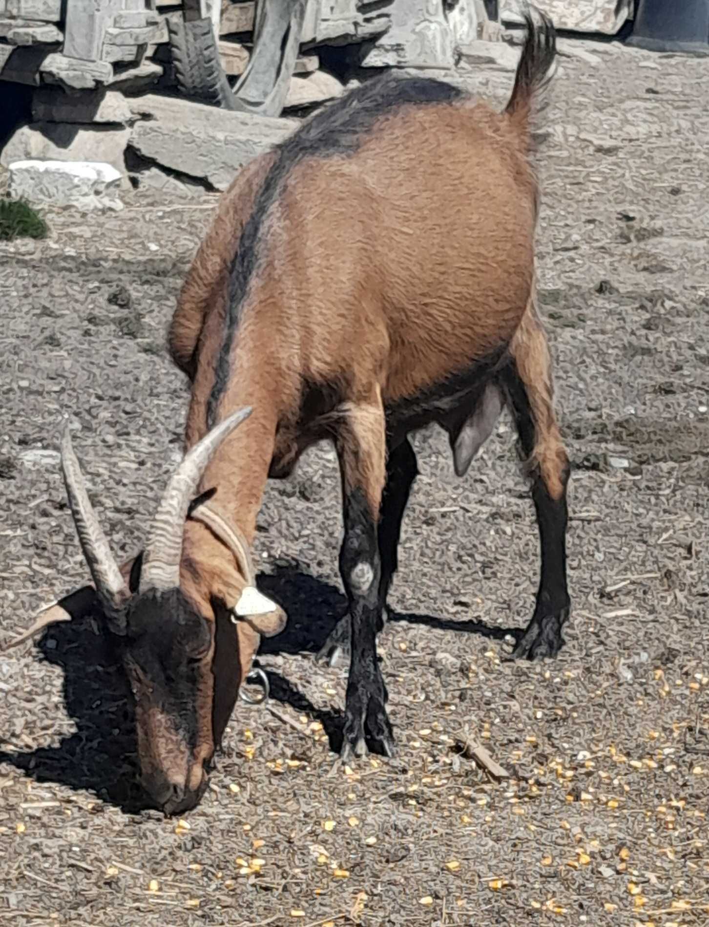 Vând capre de rasă alpină franceză  cu certificat de origine !