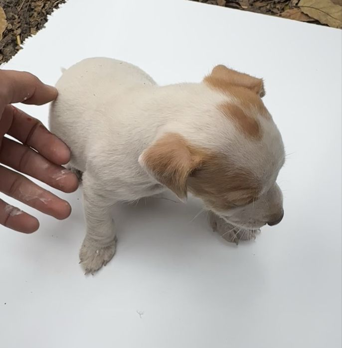 Джак ръсел 4 броя