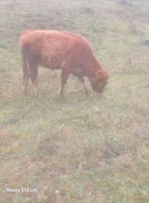 Vând vitea de 6 luni