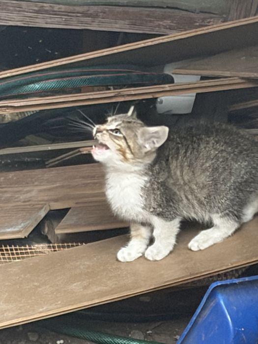 Donez pui pisica o luna urgent