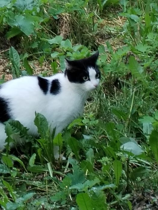 Кошечка 1,5 года