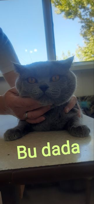 Британский кот .для вязки .возраст два года. Фергана район киргили