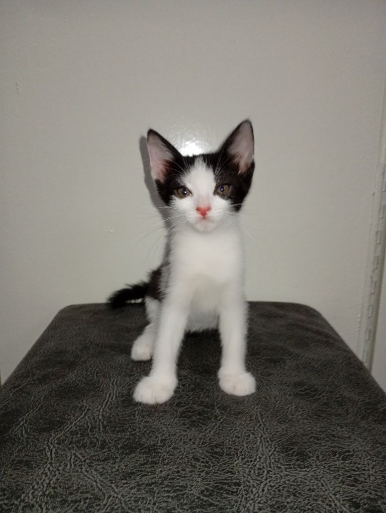 Котята бесплатно