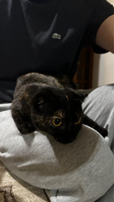 Домашняя кошка, 4 месяца, ищет заботливых хозяев
