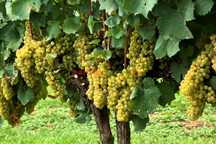 Struguri de vin producție 2025