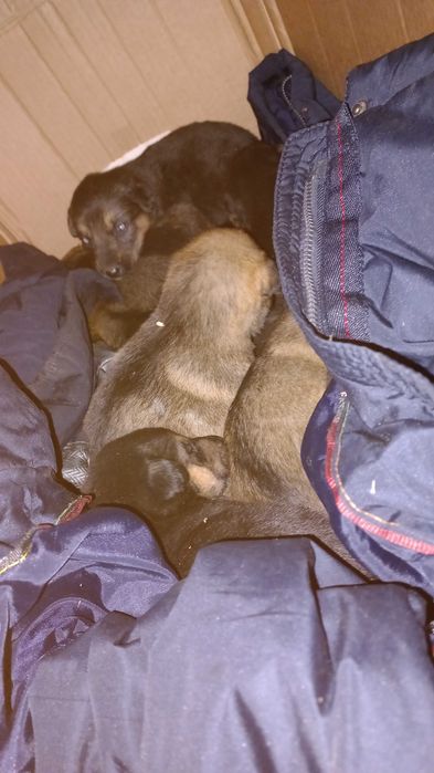 Отдам даром щенят