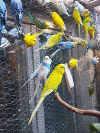 Papagali peruși multicolor
