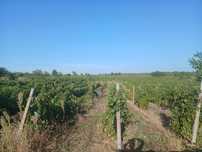 Struguri de vin producție 2025