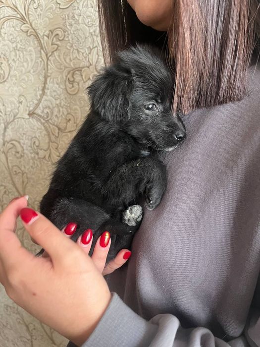 Хадияга кучукча 2 ойлик