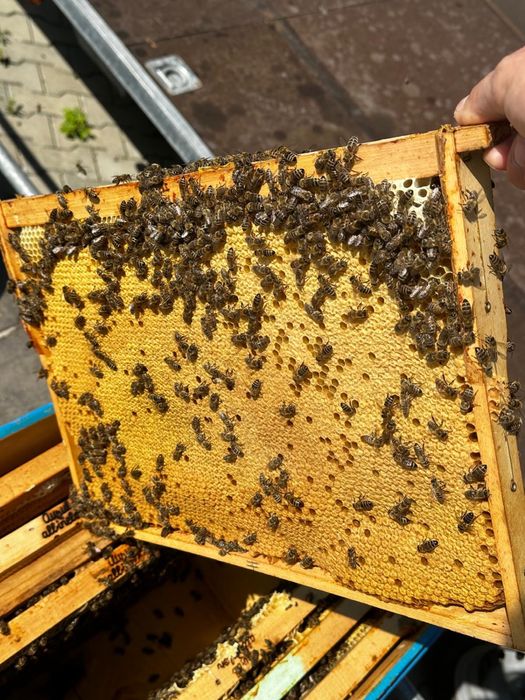 Familii albine, 45 de lei rama