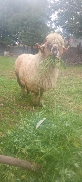 Vând berbec  de taeat sau pt reproducere