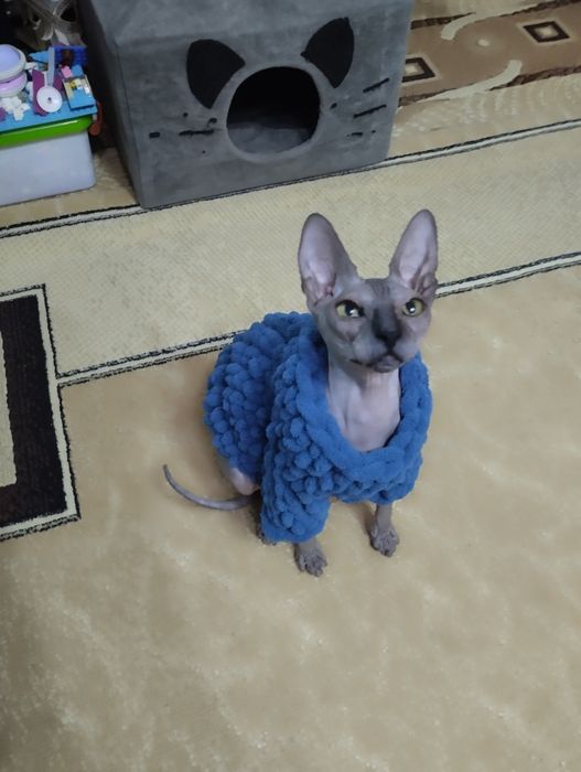 Канадский сфинкс