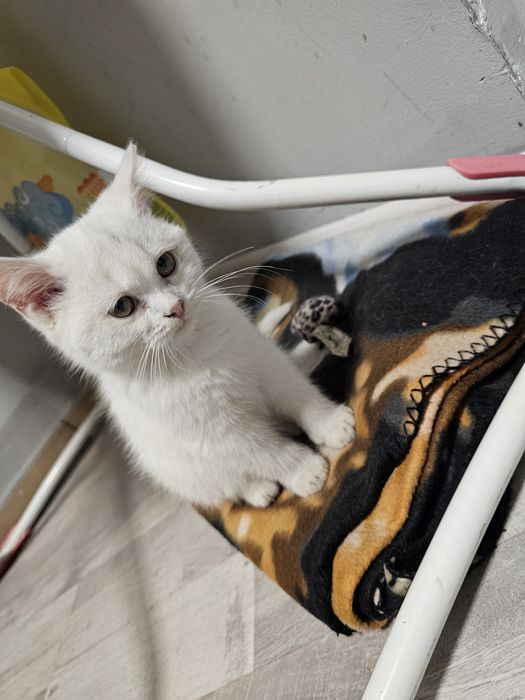 Отдам котёнка в хорошие руки