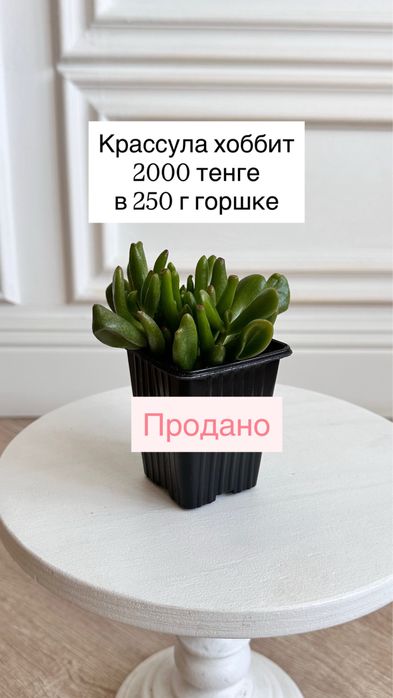 Денежное дерево (крассула, толстянка, крассула хоббит)