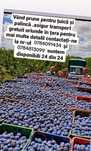 Prună de țuică / palincă