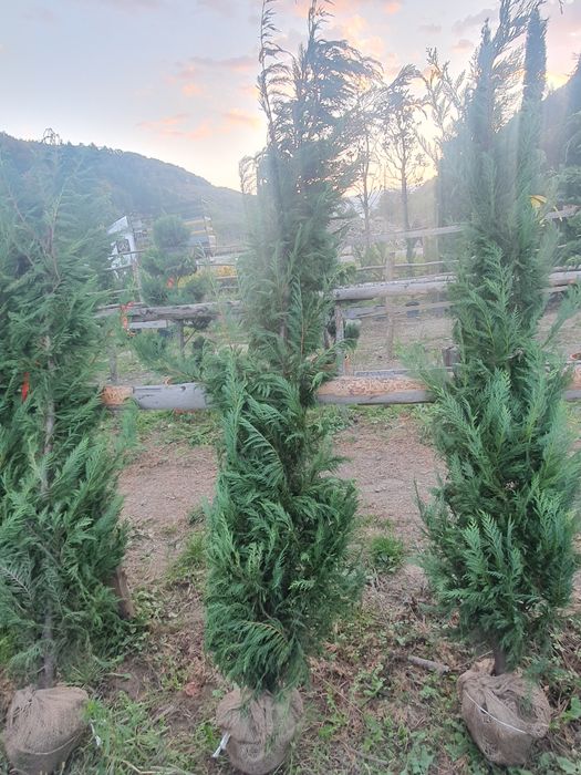 Cupressus leylandii 2.3m - 2.5m, calitate premium la cel mai mic preț!