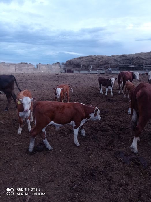 Продам бычков породы герефорд