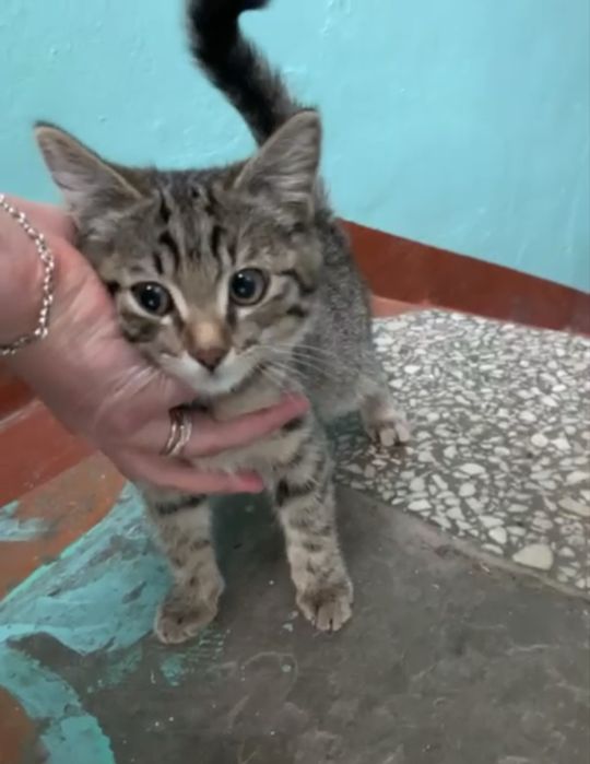 Котенок очень милый