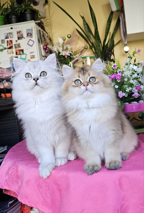 Дългокосмести котенца