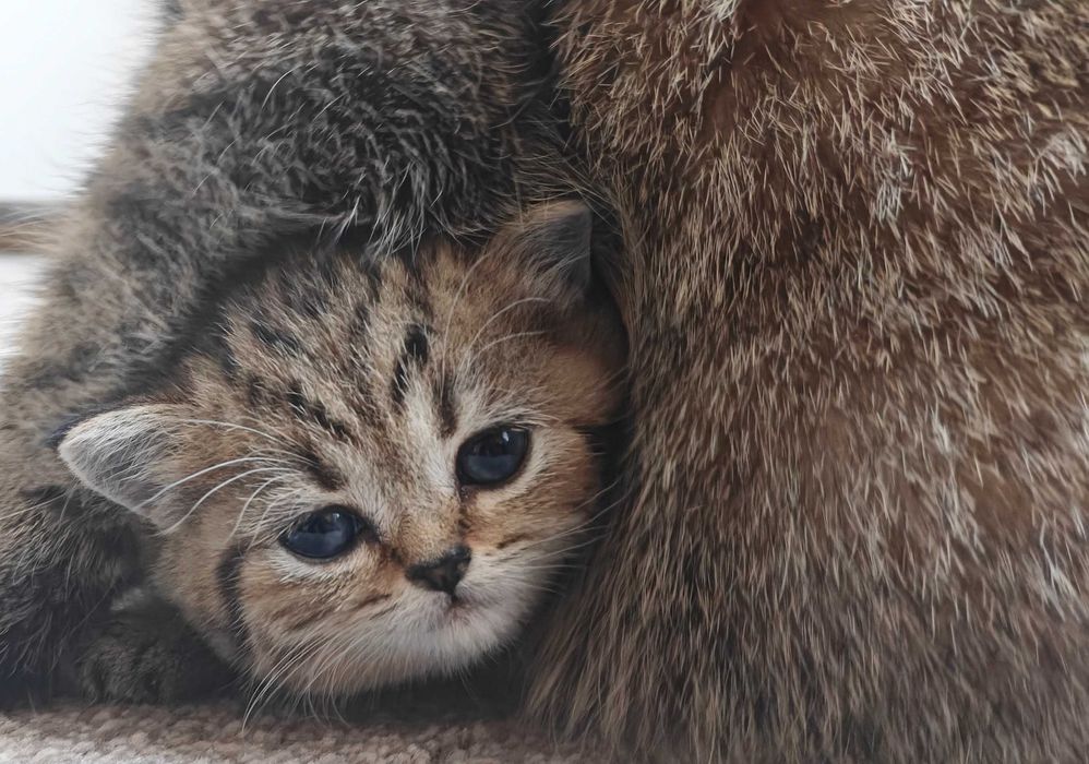 Шотландски клепоухи бебета