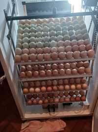 Ouă pentru incubat Australorp și Araucana
