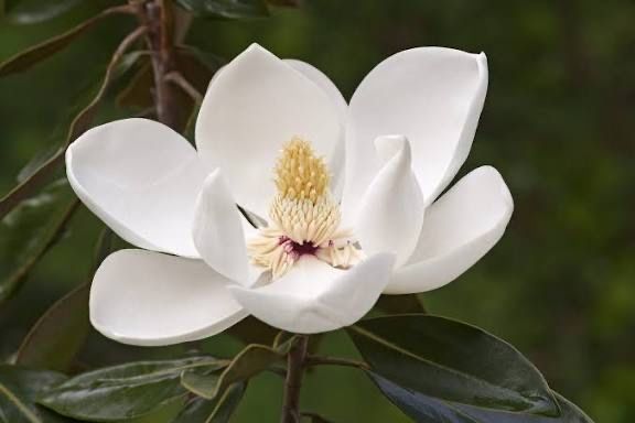 Magnolia Grandiflora 70-90cm si 1.2-1.4m