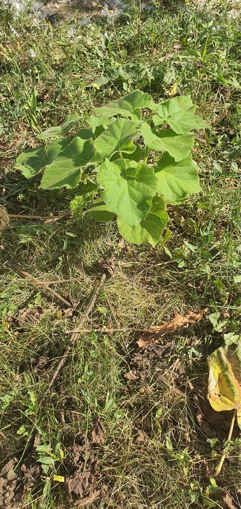 Copaci Paulownia,NU SUNT IN PEPINIERE,Se pot planta in ORICE ANOTIMP