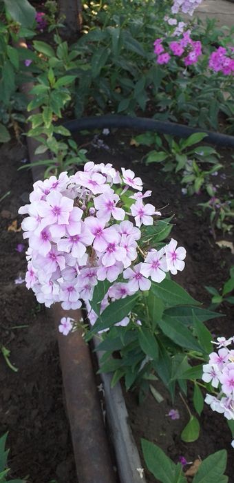 осенние посадки Продам многол флоксы, астильбы, Хосты,дербеник ,