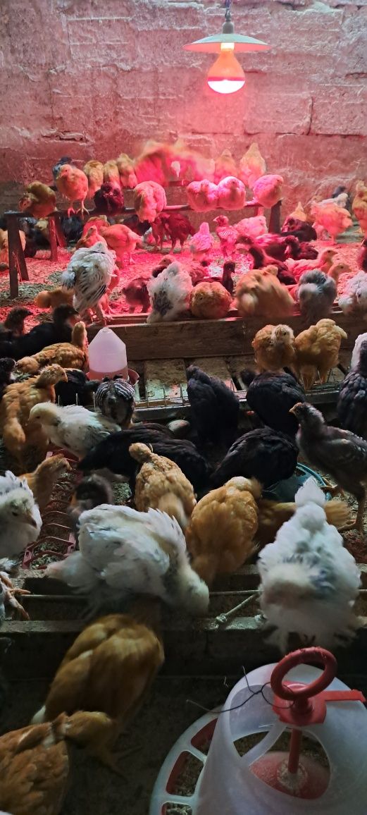 Pui sau oua pentru incubat Australorp, Isa brown si Brahma HD si Bso
