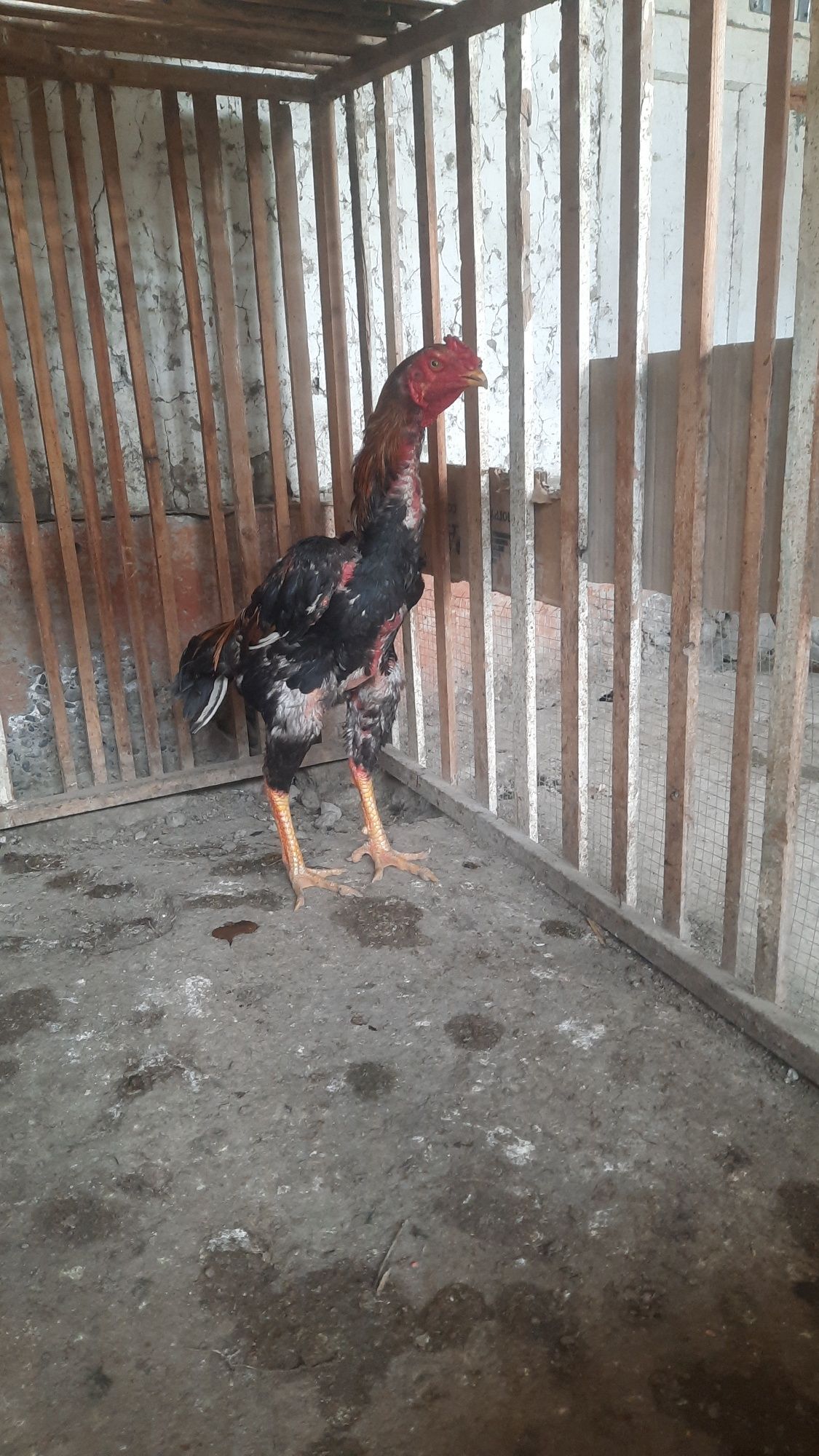 Dakang xoroz sotiladi.