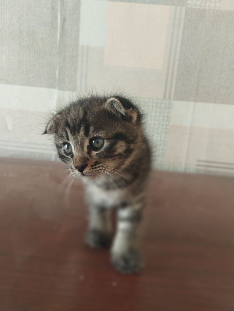 Скотиш фолд и скотиш страйт