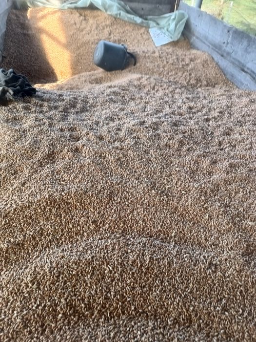 Grâu și porumb de vânzare 2025