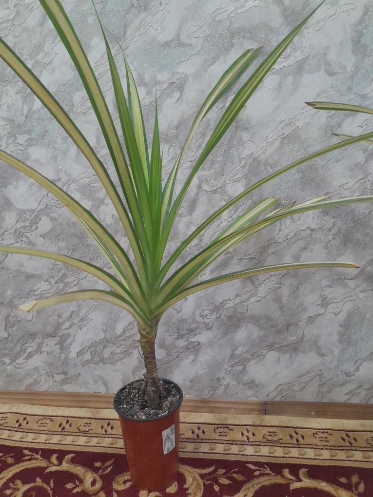 комнатные растения