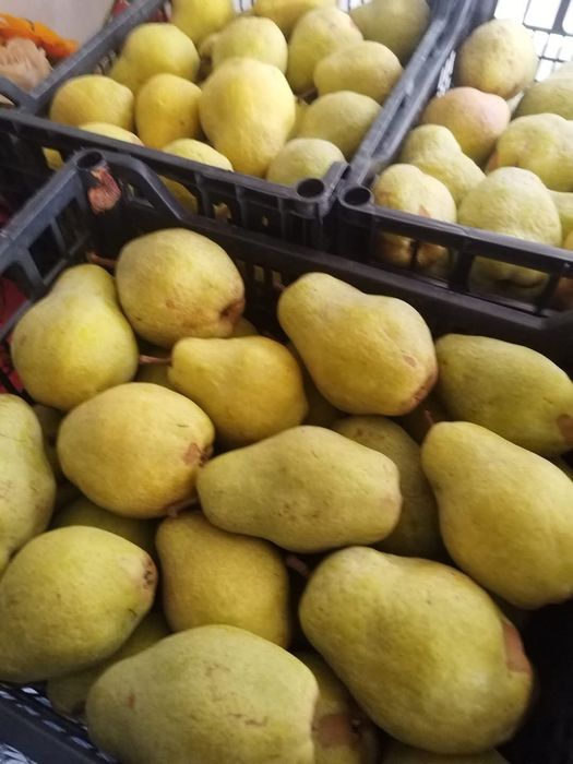 Se vinde pere soiul Khifer; gutuie...si parà khiurel pt iarnà